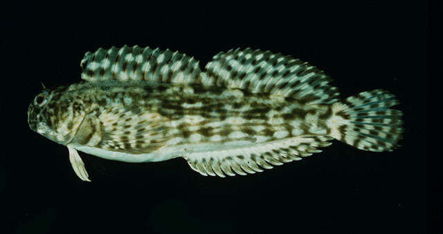 Image of Wavy lined blenny