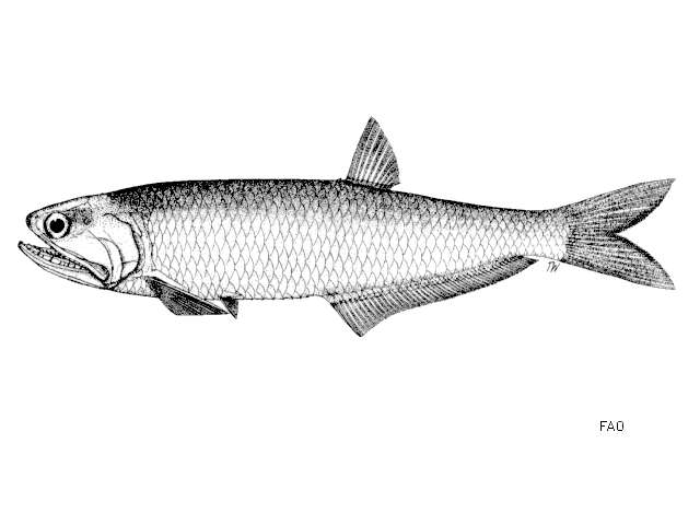 Image of Lycothrissa