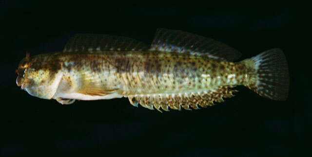 Image of Reef margin blenny