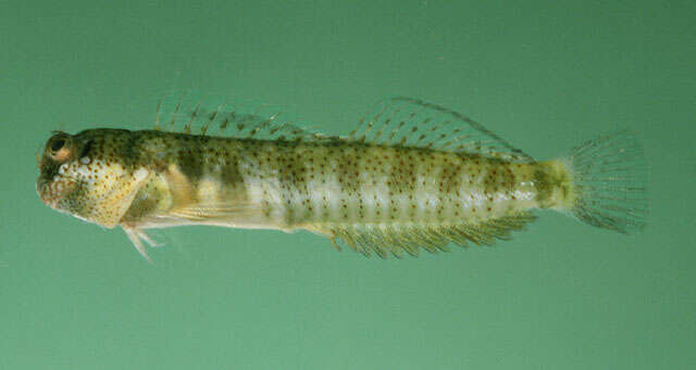 Image of Reef margin blenny