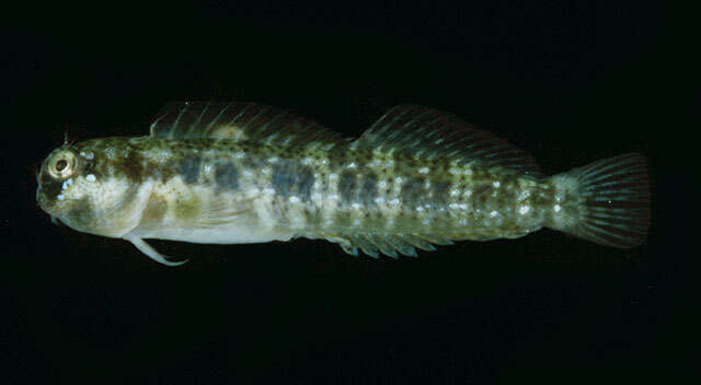 Image of Reef margin blenny