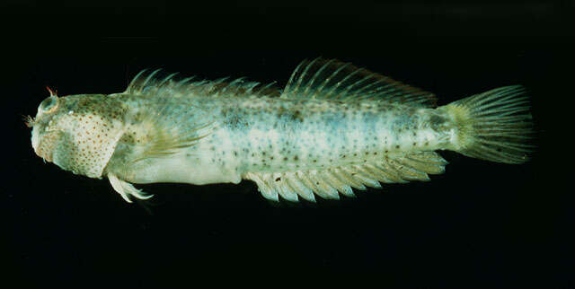 Image of Reef margin blenny