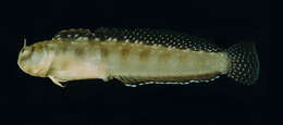 صورة Alloblennius jugularis (Klunzinger 1871)