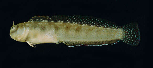 صورة Alloblennius jugularis (Klunzinger 1871)