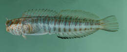 Image of Orange-spotted Blenny