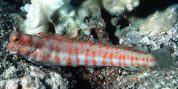 Image of Orange-spotted Blenny