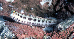 Image of Orange-spotted Blenny