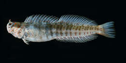 Image of Orange-spotted Blenny