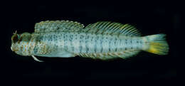 Image of Orange-spotted Blenny