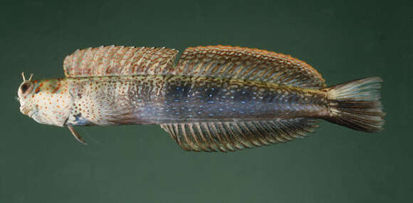 Слика од Blenniella chrysospilos (Bleeker 1857)