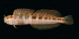 Image of Orange-spotted Blenny