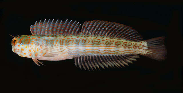 Image of Orange-spotted Blenny