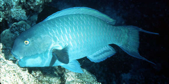 Image of Blunt-head Parrotfish