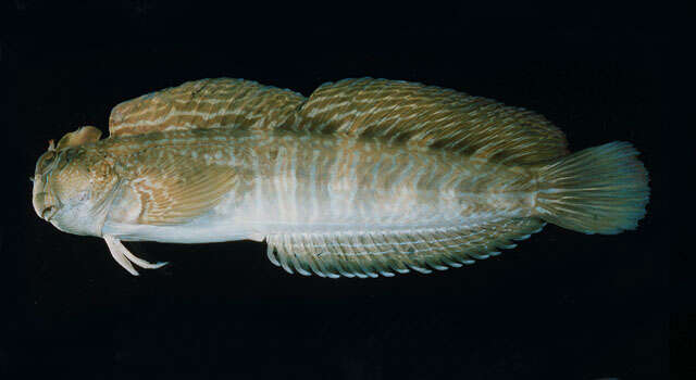 Image of Coral Blenny