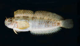 Image of Coral Blenny