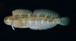 Image of Coral Blenny