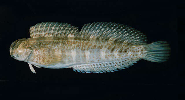 Image of Coral Blenny