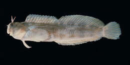 Image of Coral Blenny