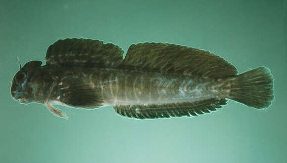 Image of Coral Blenny