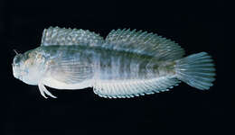 Image of Coral Blenny