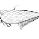 Image of Bareback anchovy