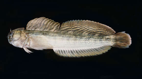 Image of Black-lined Blenny