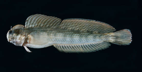 Image of Black-lined Blenny