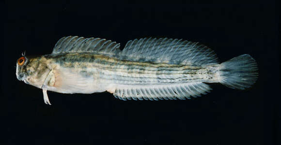 Image of Black-lined Blenny