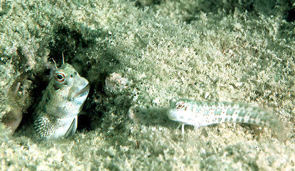 Blenniella periophthalmus (Valenciennes 1836) resmi