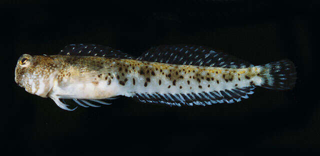 Image of Fowler&#39;s blenny