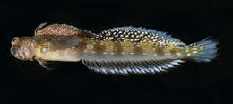 Image of Fowler&#39;s blenny
