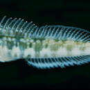 Image of Snow blenny