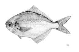 Image of Black-spot butterfish