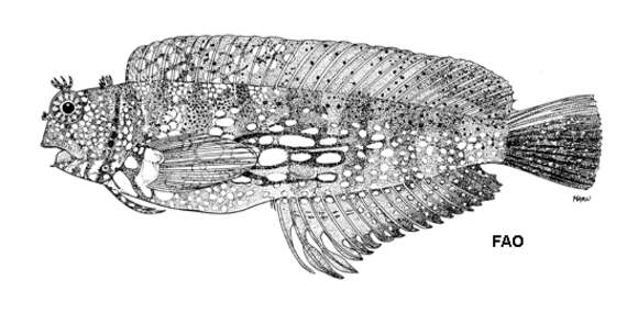 Image de Salarias fasciatus (Bloch 1786)