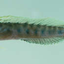 Image of Doublepore blenny