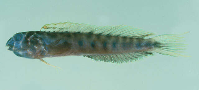 Image of Doublepore blenny
