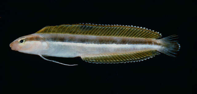 Image of Dussumier's Blenny