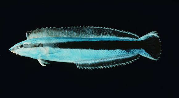 Image of Aspidontus