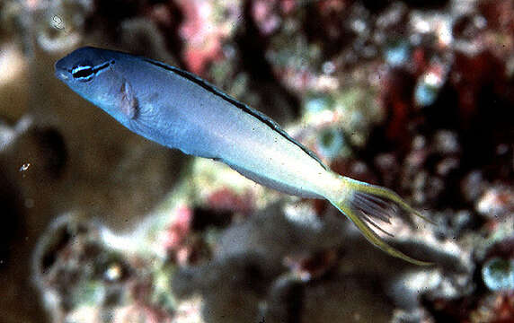 Meiacanthus atrodorsalis (Günther 1877) resmi