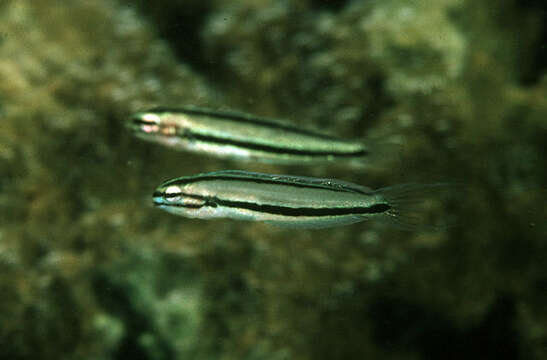 Image of Doublepore fangblenny