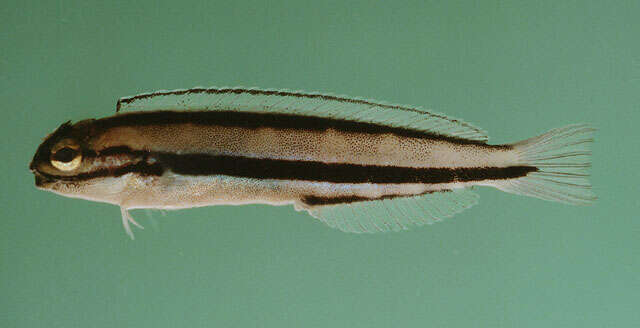 Image of Doublepore fangblenny