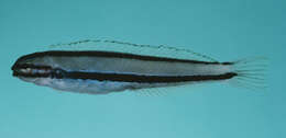 Image of Doublepore fangblenny