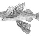 Image of Gyre flyingfish