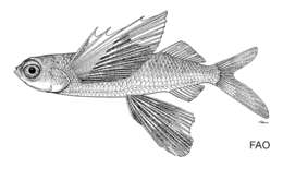 Image of Gyre flyingfish