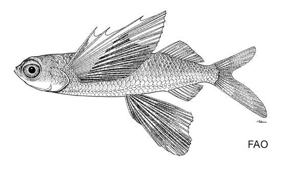 Image of Gyre flyingfish