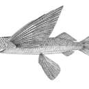 Image of Bluntnose Flyingfish