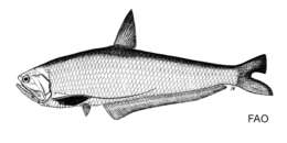 Image of Short-hairfin anchovy