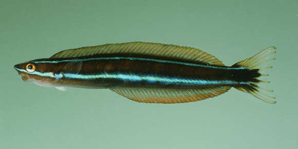 Image of Bluestriped Blenny