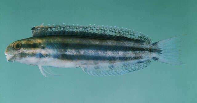 Image of Short-head Sabretooth Blenny