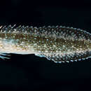 Image of Bulbsnout fangblenny